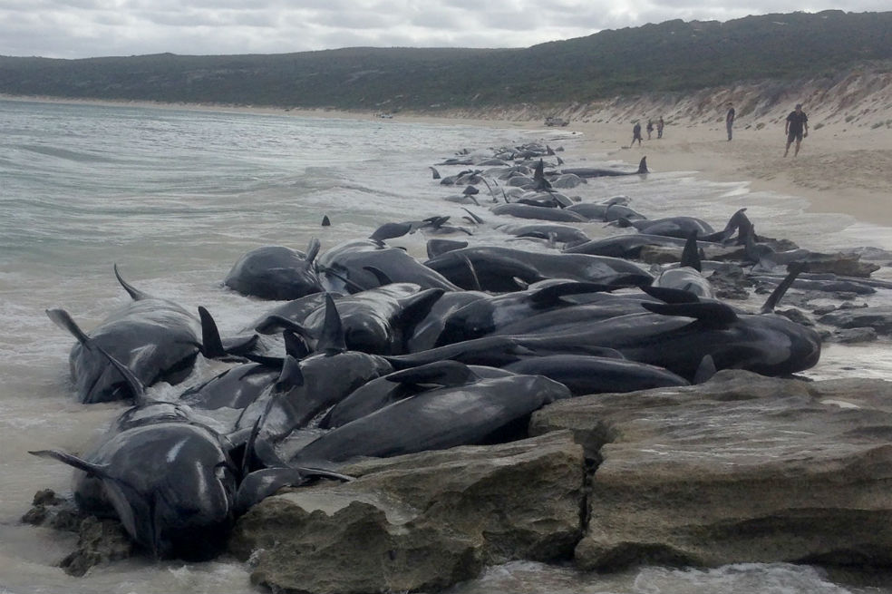 Murieron más de la mitad de 150 ballenas varadas en Australia