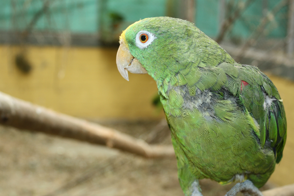 “Se estaba arrancando sus plumas del estrés”: autoridades aplican eutanasia a lora