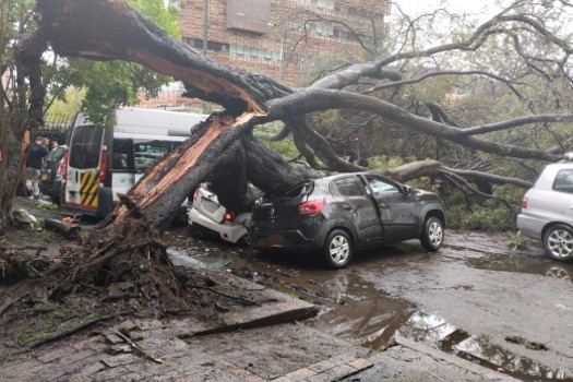 Árbol cayó sobre 6 vehículos en medio de aguacero en Bogotá