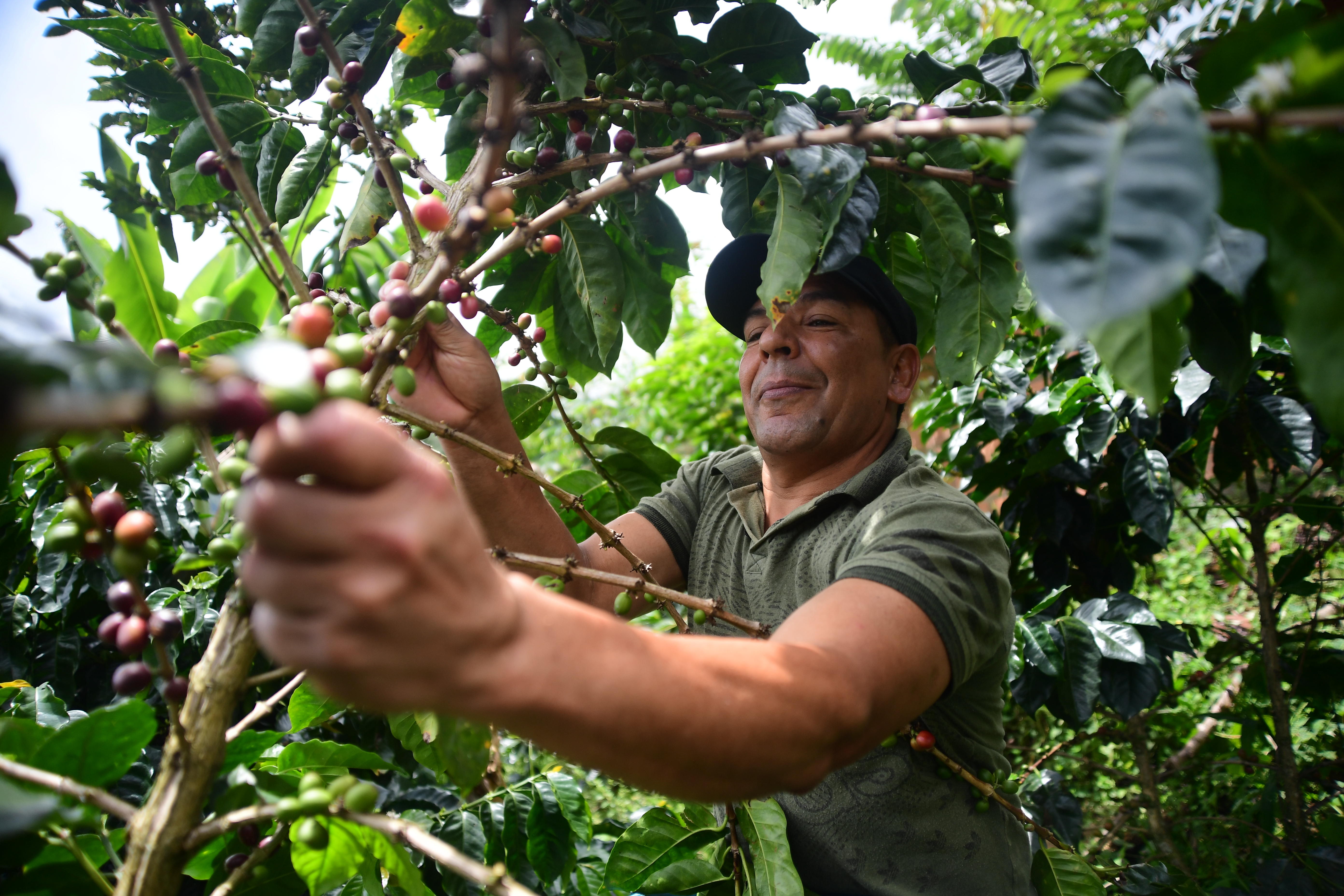 En Briceño (Antioquia) arrancaron la coca, pero no los proyectos productivos