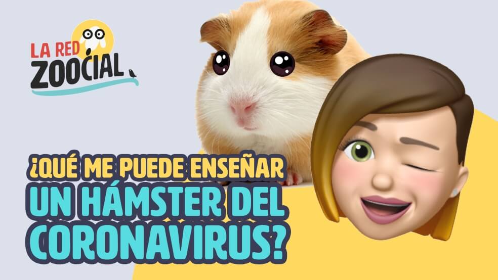 ¿Qué nos enseñan los hámsters del coronavirus?