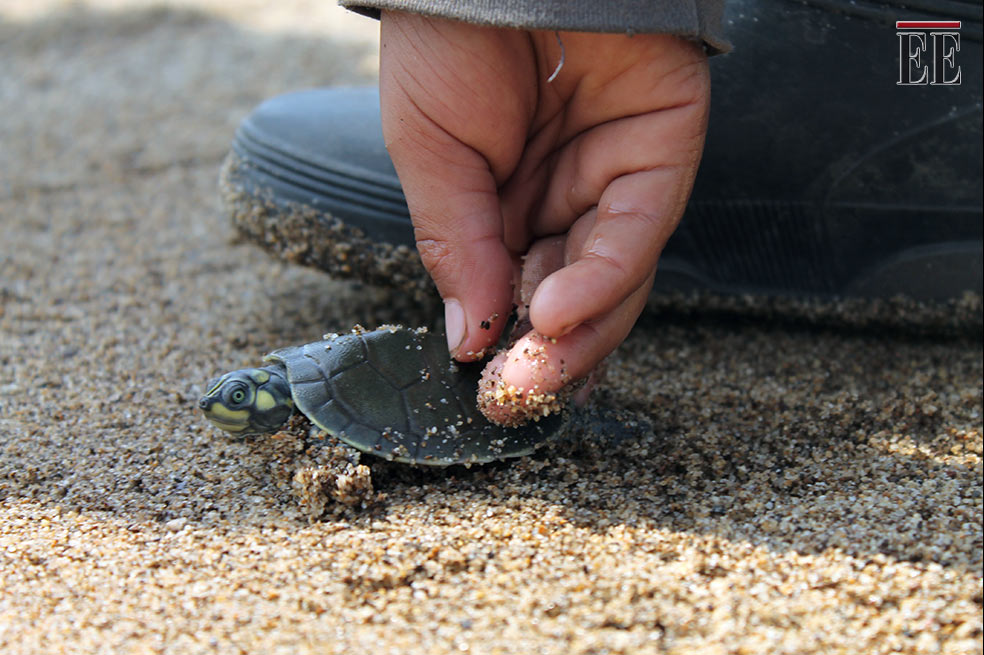 Hermosas fotografías de la liberación de tortugas en Vichada