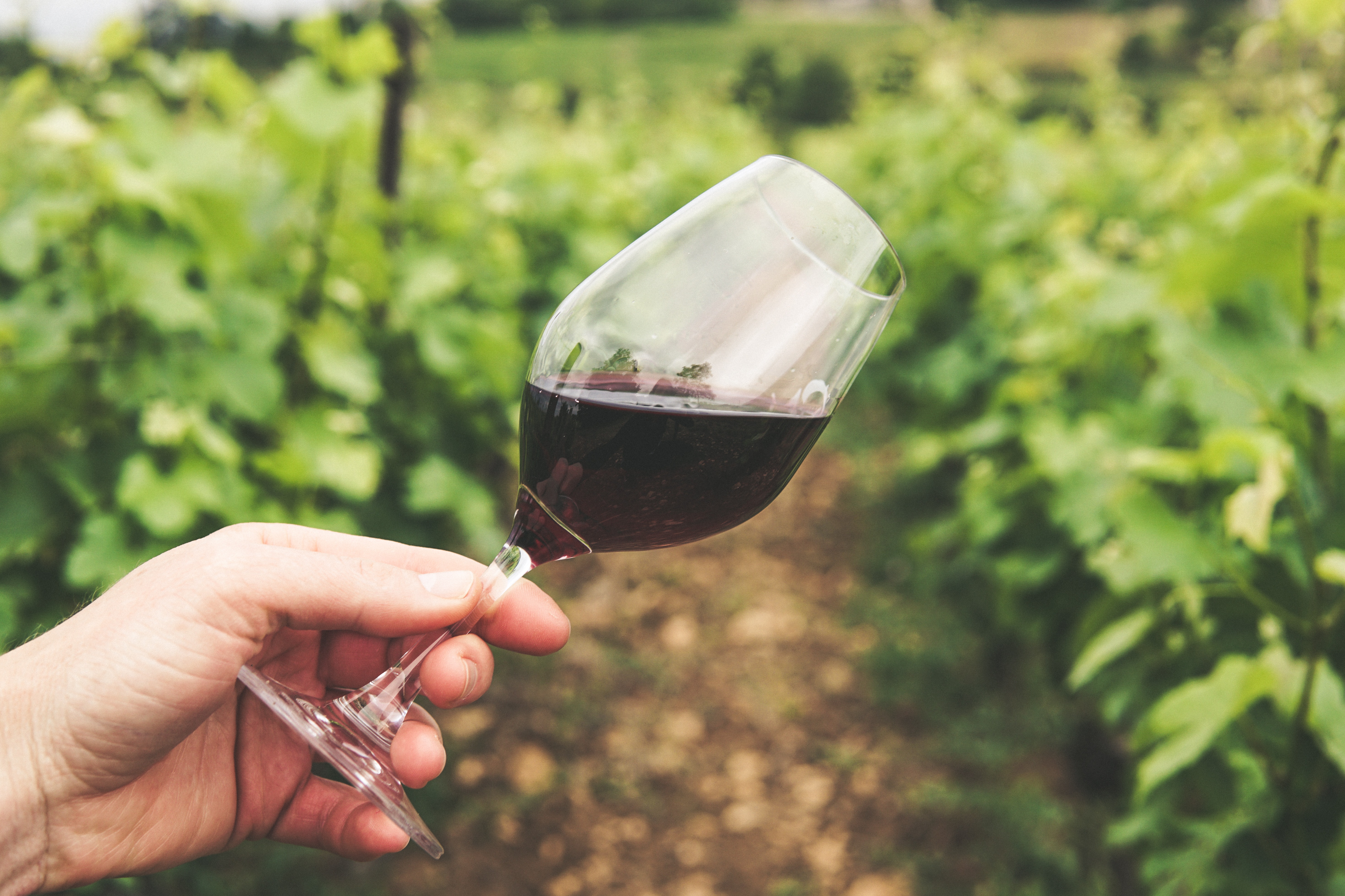 Expovinos 2022: estos son los diez imperdibles del sonado evento