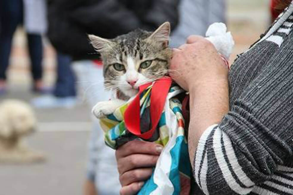 ‘#AdopciónVirtual’, una campaña en Bogotá para adoptar una mascota sin salir de la casa