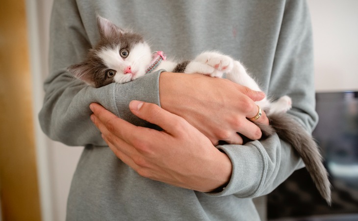 Cosas que cambian en la vida de una persona cuando tiene un gato en casa