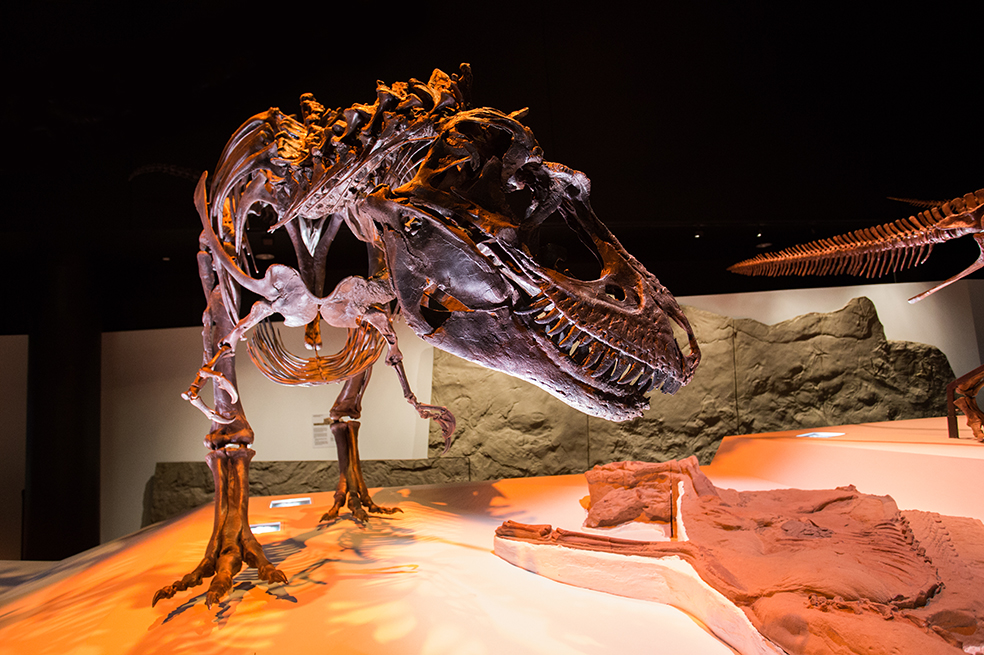 El Tiranosaurio Rex no era un dinosaurio con plumas, según un estudio
