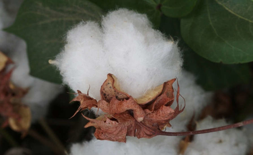 El Gossypium, una joya botánica más allá de sus suaves fibras, es un testimonio de la adaptabilidad de la naturaleza, prosperando en climas extremos y ofreciendo un fascinante ciclo de vida. Su estudio revela secretos evolutivos que desafían la biología tradicional, convirtiéndola en una planta clave para la ciencia.