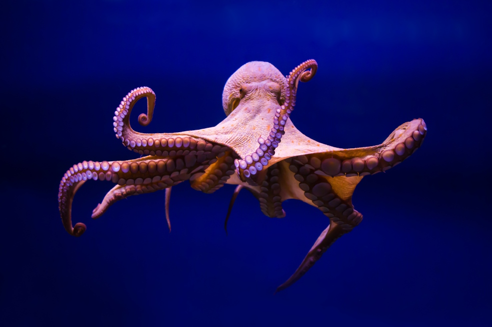 Revelan la dieta de pulpos juveniles y cómo aporta al control de especies invasoras