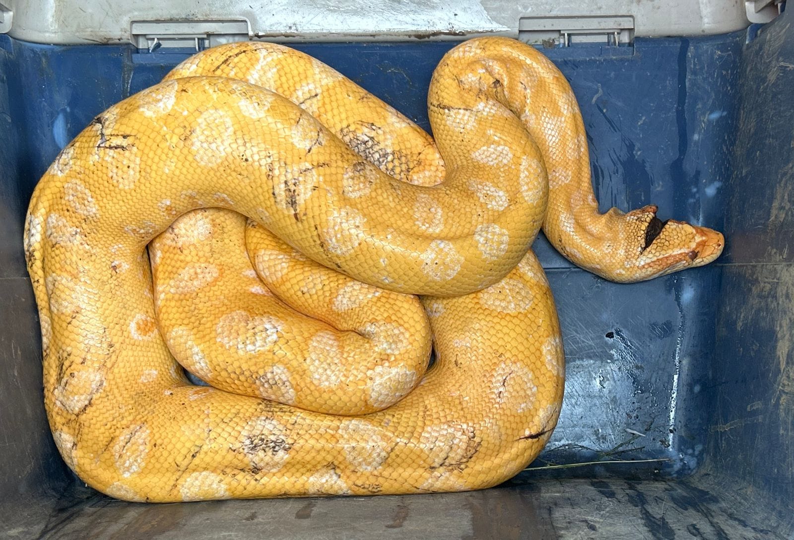 Anaconda albina nunca antes vista en Colombia fue rescatada con varias lesiones