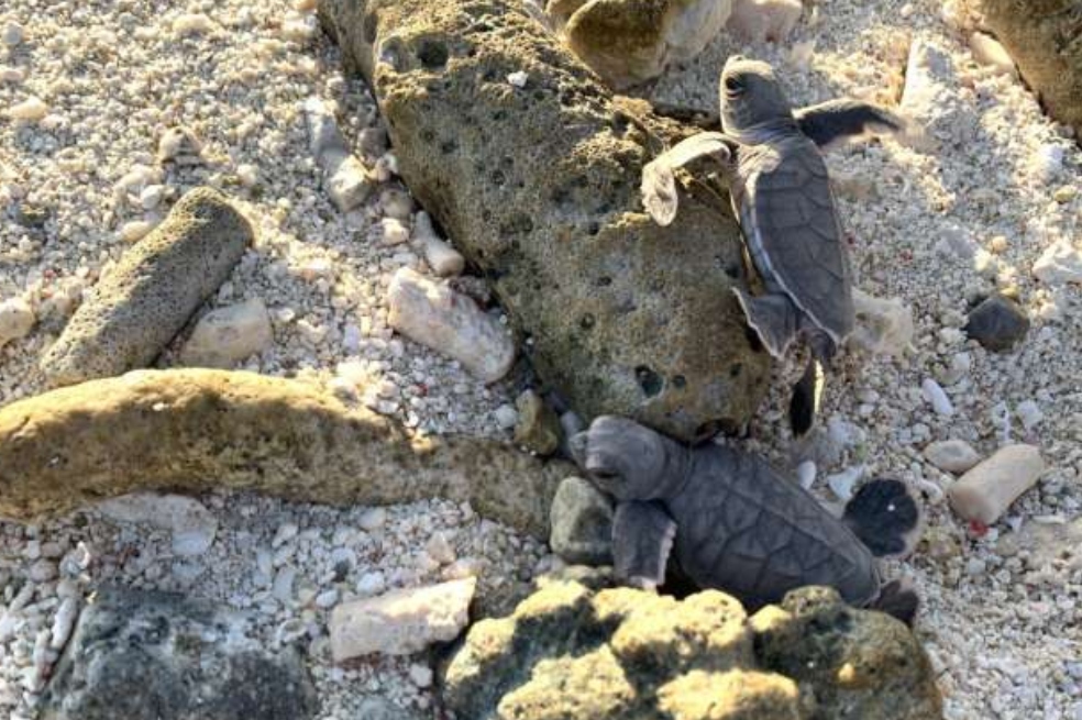 Contaminación tiene en peligro de extinción a las tortugas marinas verdes, ¿por qué?