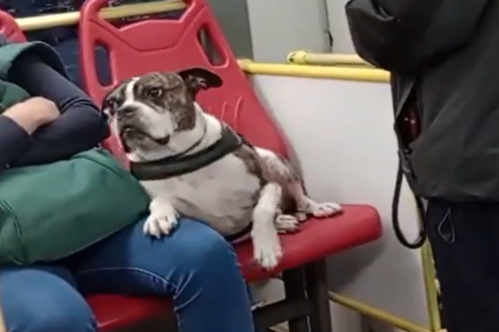 “Exagerado”: polémica por perrito que fue sentado en silla del Transmilenio