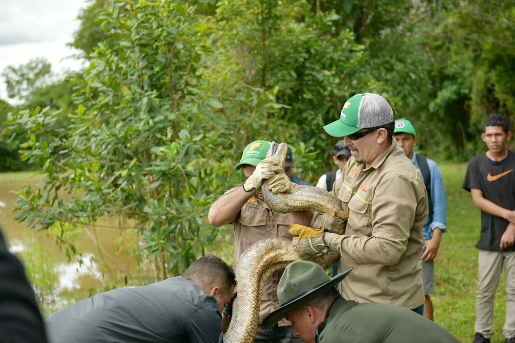 Anaconda en estado de gestación que había sido atacada pudo ser liberada