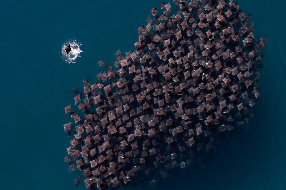 "Cada año, miles de rayas mobula se congregan en el Mar de Cortés. Es un fenómeno impresionante", explica Leusko. "Lo que al principio parecía una bola oscura en movimiento desde el cielo, se transformó en un intrincado entramado de mobula sobre mobula a medida que volaba mi dron más cerca. Fue entonces cuando empezaron a saltar fuera del agua y fue pura magia. Estoy agradecido de poder presenciar, capturar y compartir estos destellos".