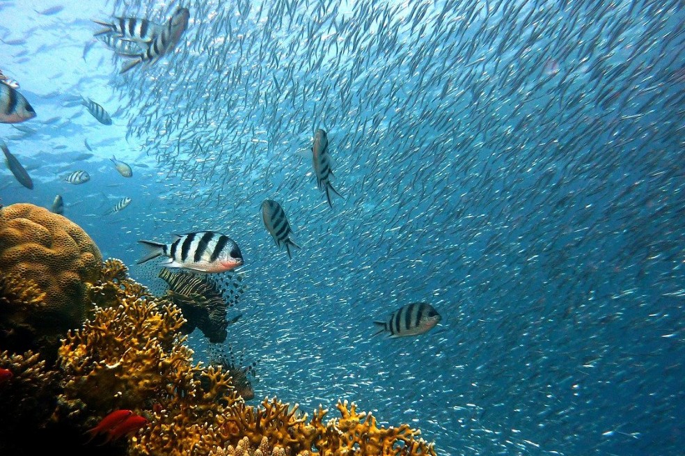 Firman acuerdo internacional para reducir subsidios a pesca ilegal. ¿En qué consiste?