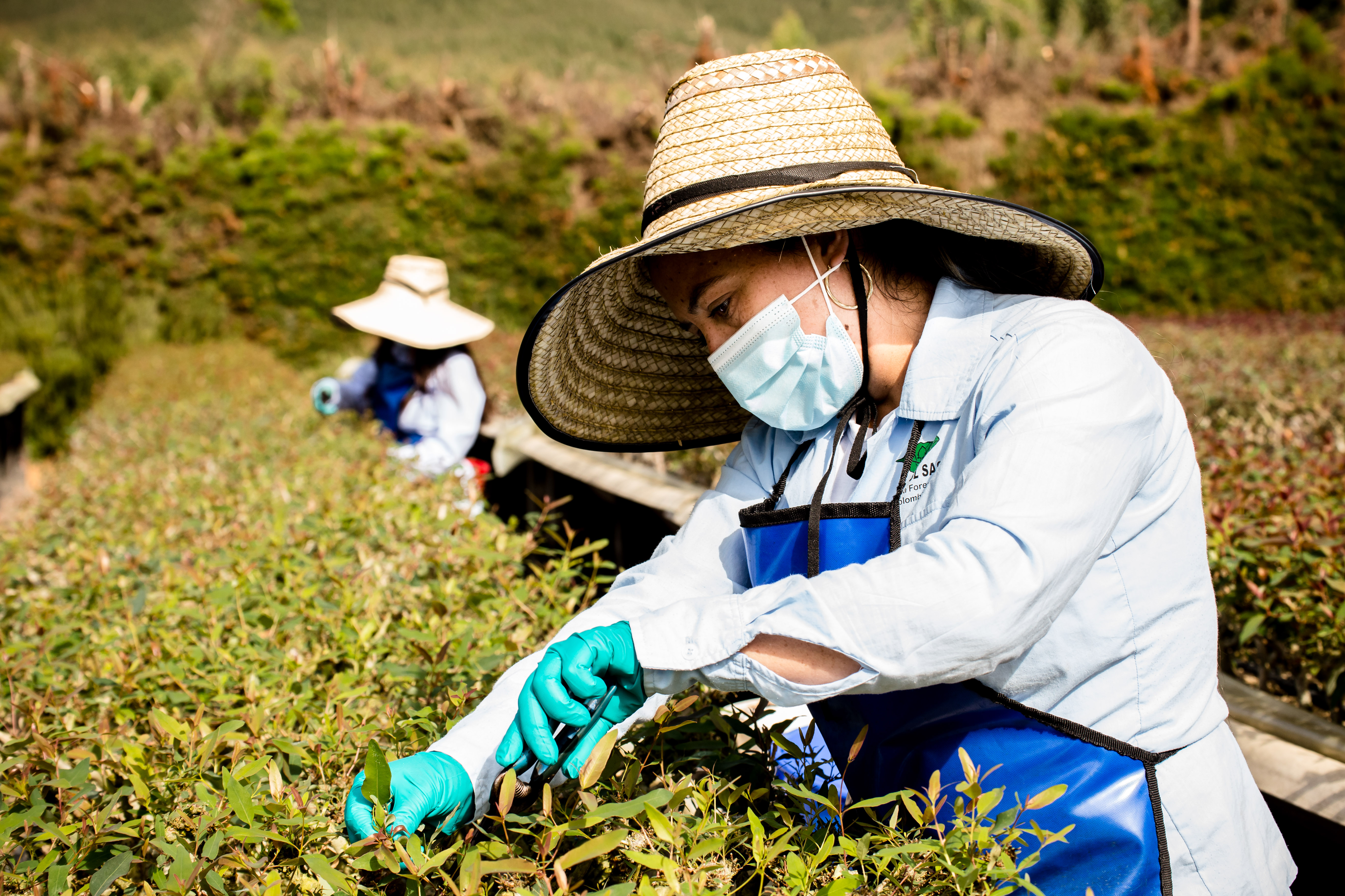 Trabajadores de las plantaciones forestales.