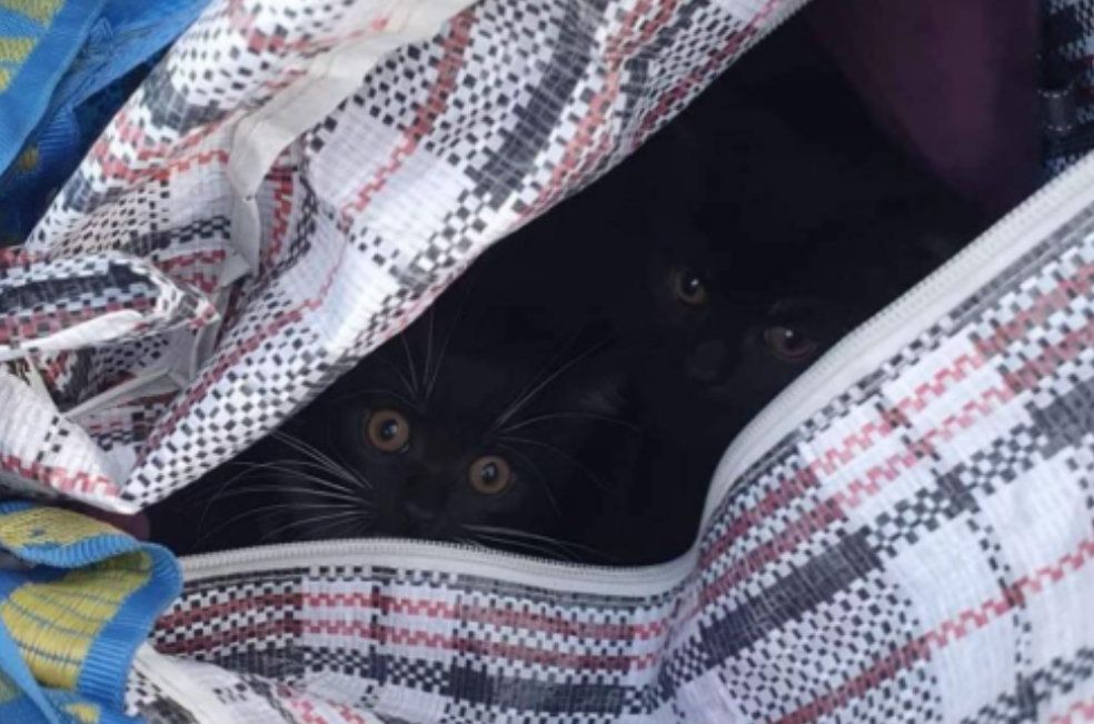Una mujer encuentra algo aterrador en una bolsa de Ikea abandonada en un parque