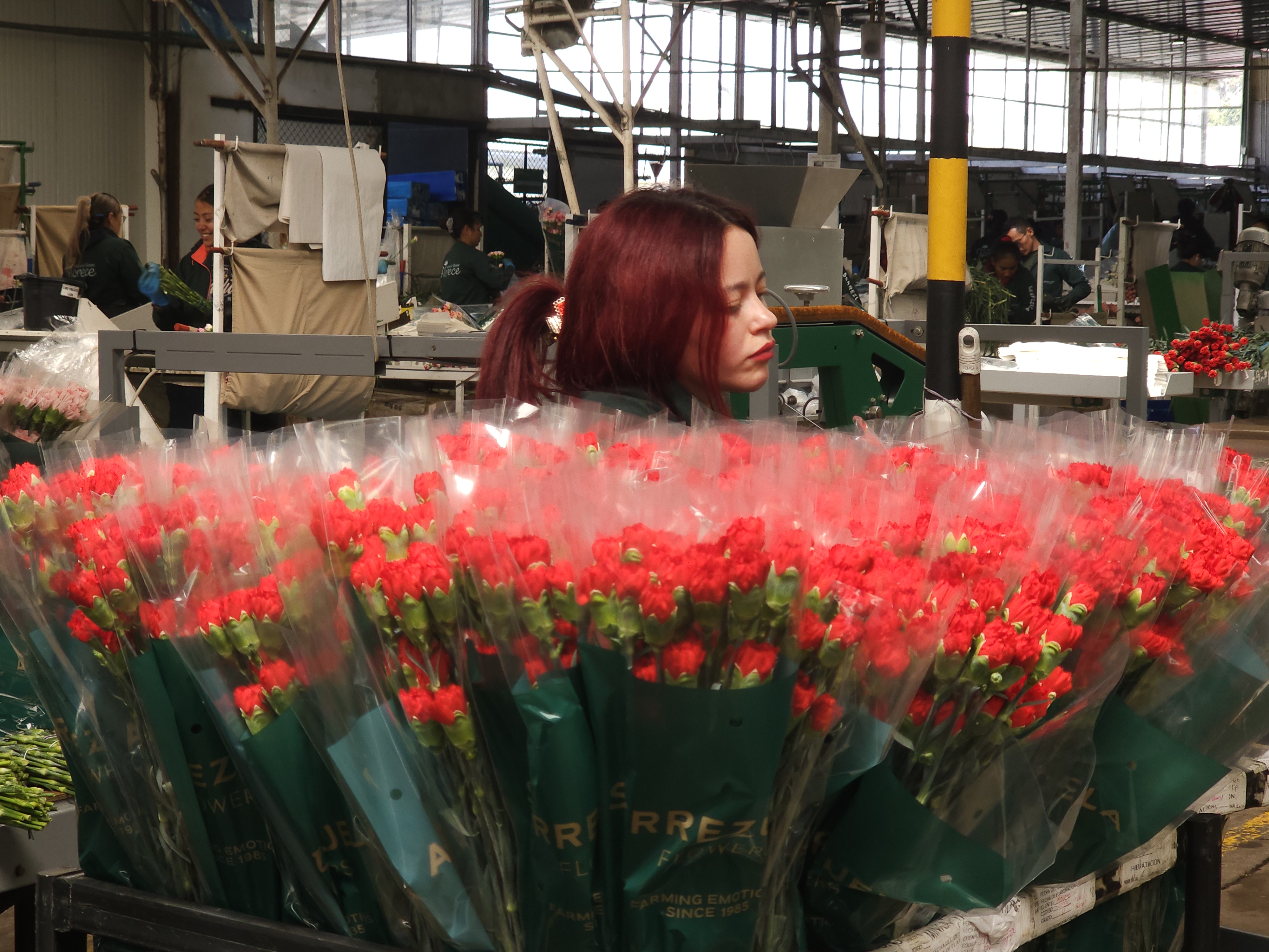 La temporada de San Valentín es la prueba más exigente del año: en pocas semanas se moviliza cerca del 20% del volumen anual de flores cultivadas, lo que obliga a una coordinación precisa entre cultivos, transportadores, aerolíneas y autoridades. Estados Unidos es el principal destino y concentra alrededor del 80% del valor exportado en esta temporada, seguido por mercados como Canadá, Reino Unido, Países Bajos y Japón, que también reconocen la calidad de la flor colombiana.
