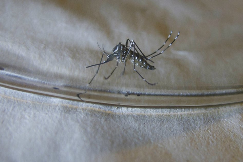 Chile decreta alerta sanitaria por dengue