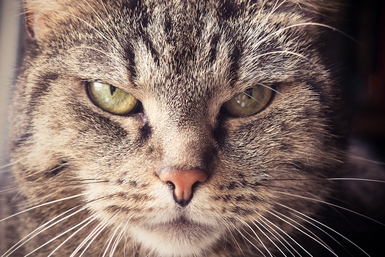 ¿Qué es lo que más odia un gato?