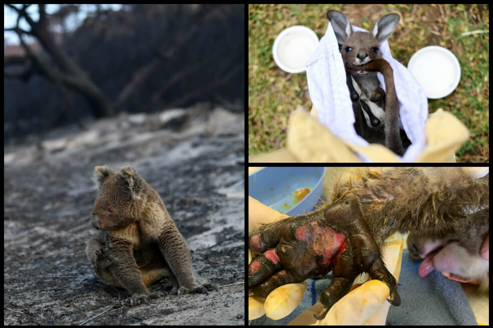 Las especies que podrían quedar en peligro por los fuertes incendios en Australia