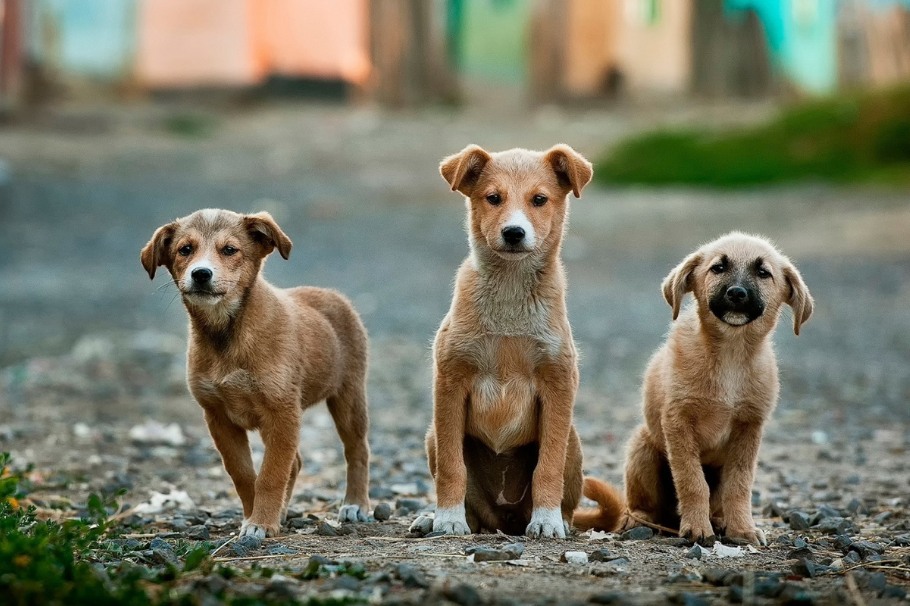 ¿Por qué los perros de la calle persiguen a algunas personas y qué significa?