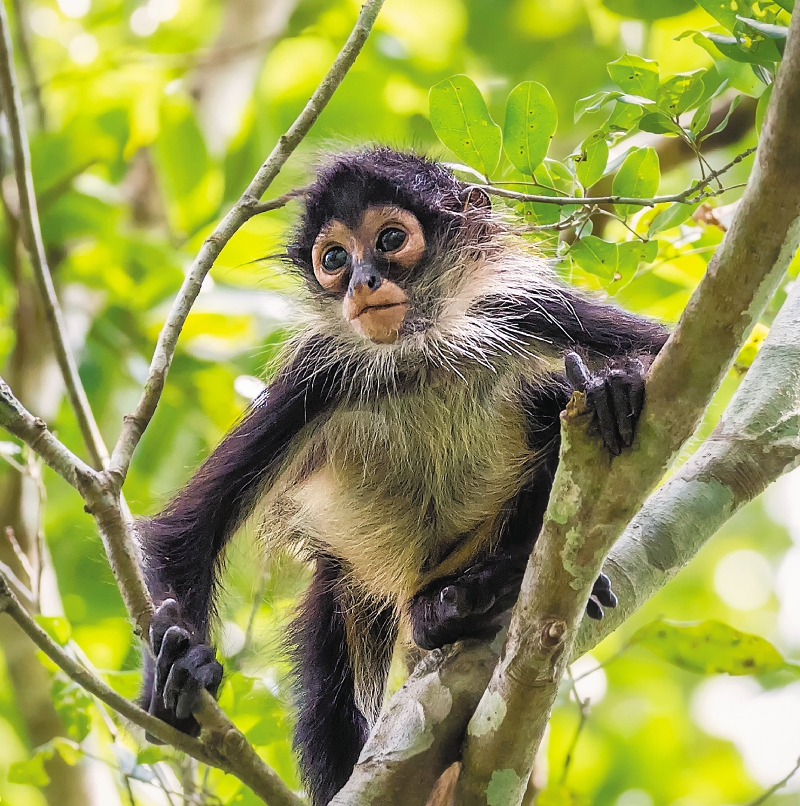 Los primates y otros mamíferos del bosque seco tropical del país que están en riesgo