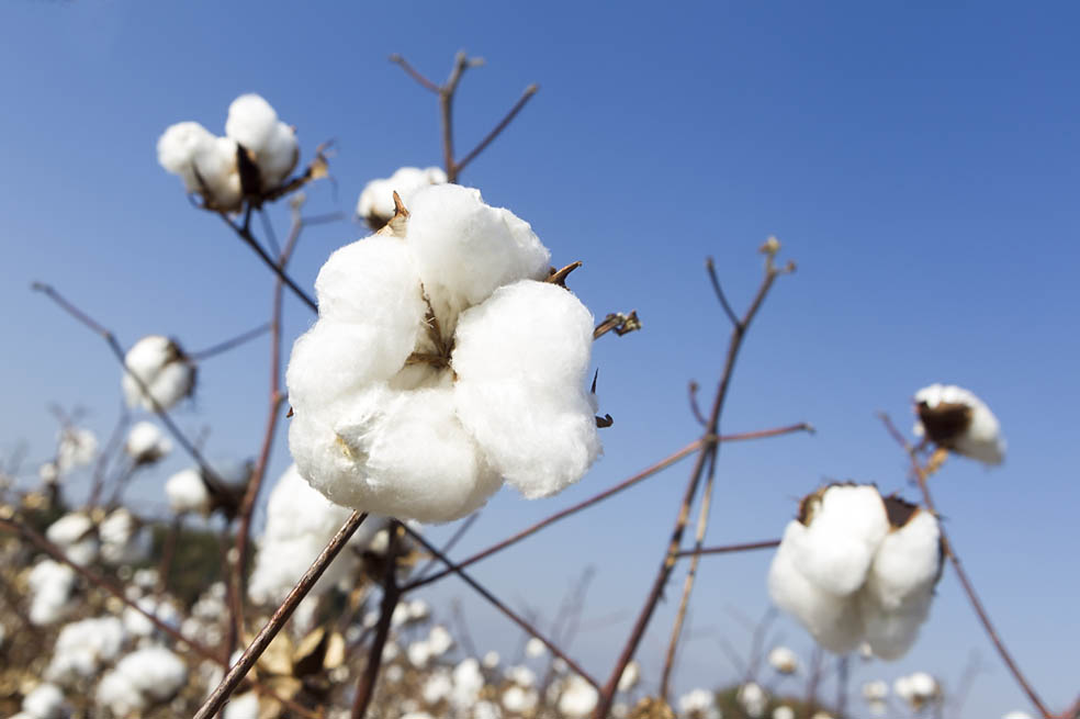 Tolima busca ser el primer productor de telas orgánicas