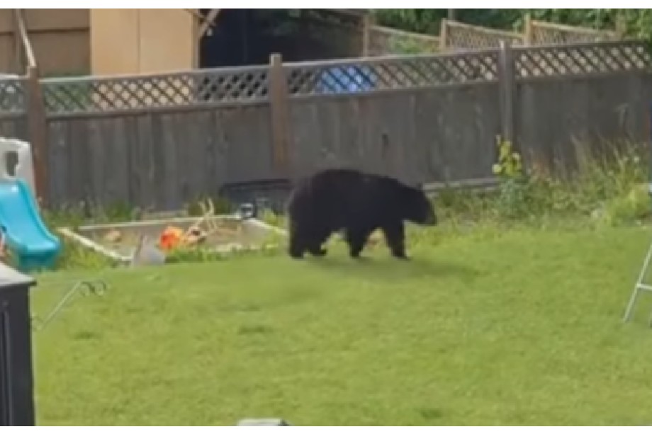 En video: oso que entró al patio de una casa terminó huyendo asustado por un gato