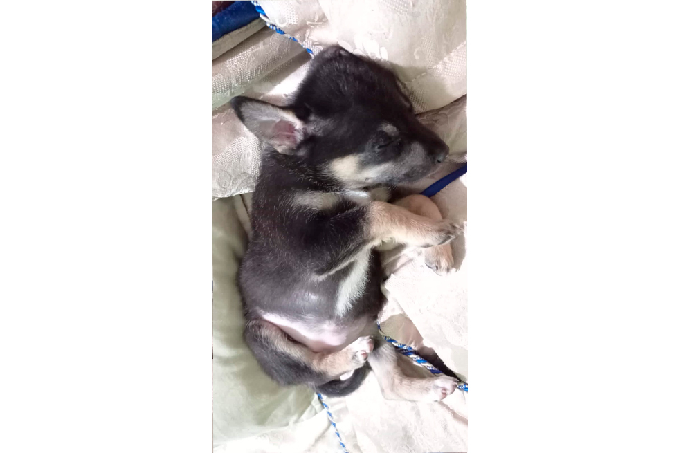 Así era Hana cuando cachorra
