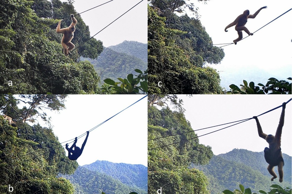 Los gibones de Hainan (Nomascus hainanus) se encuentran exclusivamente en los bosques de la isla de Hainan.