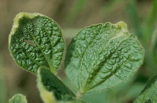 Las hojas arrugadas son una señal de que algo afecta la salud de la planta, ya sea por riego inadecuado, ambiente seco, sustrato pobre, plagas, exceso de humedad o raíces dañadas
