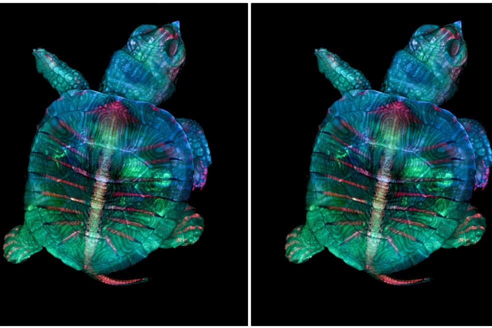 Un mundo diminuto: imágenes ganadoras del concurso microscópico de Nikon