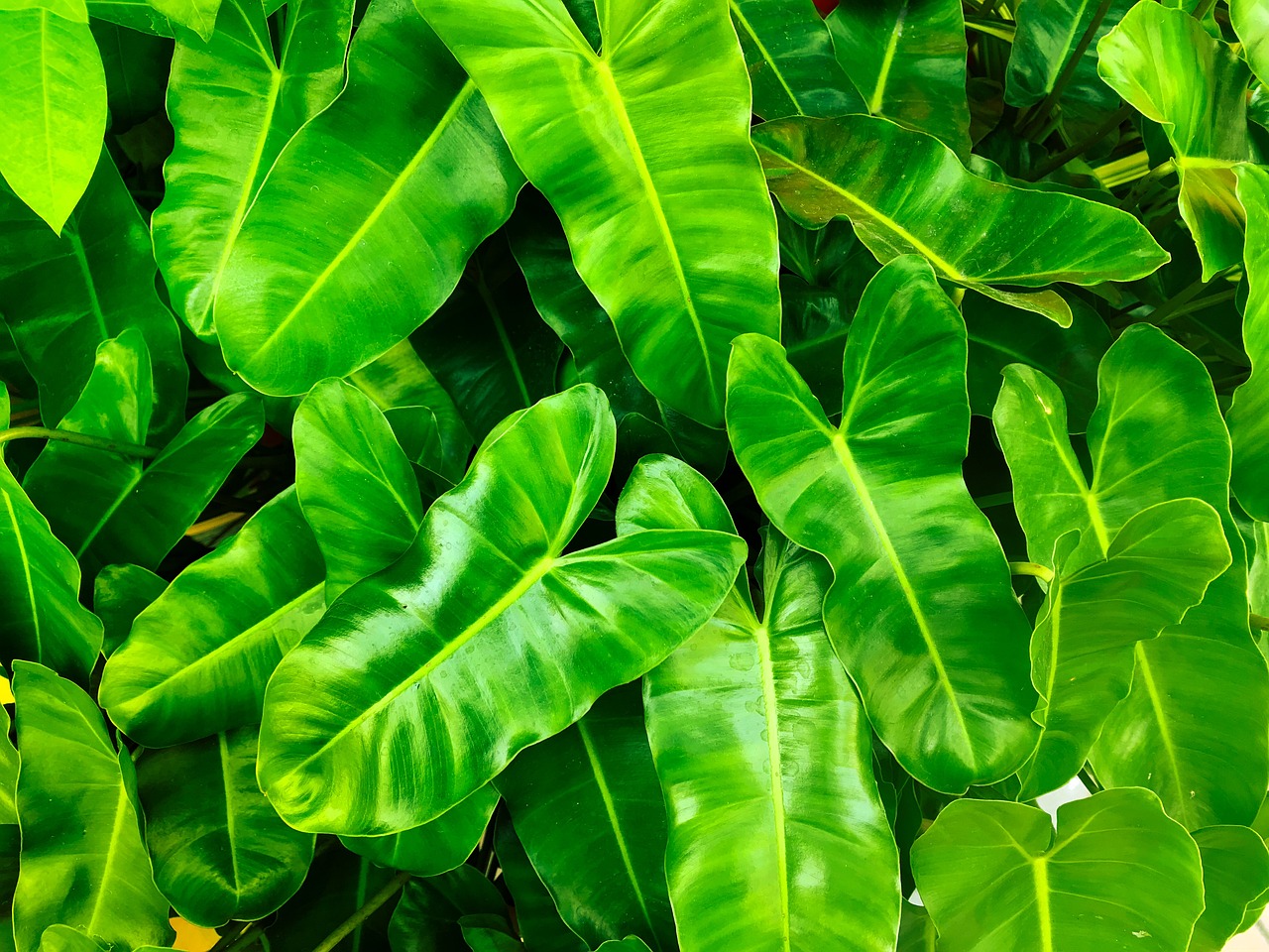 ¿Cómo limpiar las hojas de las plantas? Trucos para que tengan brillo