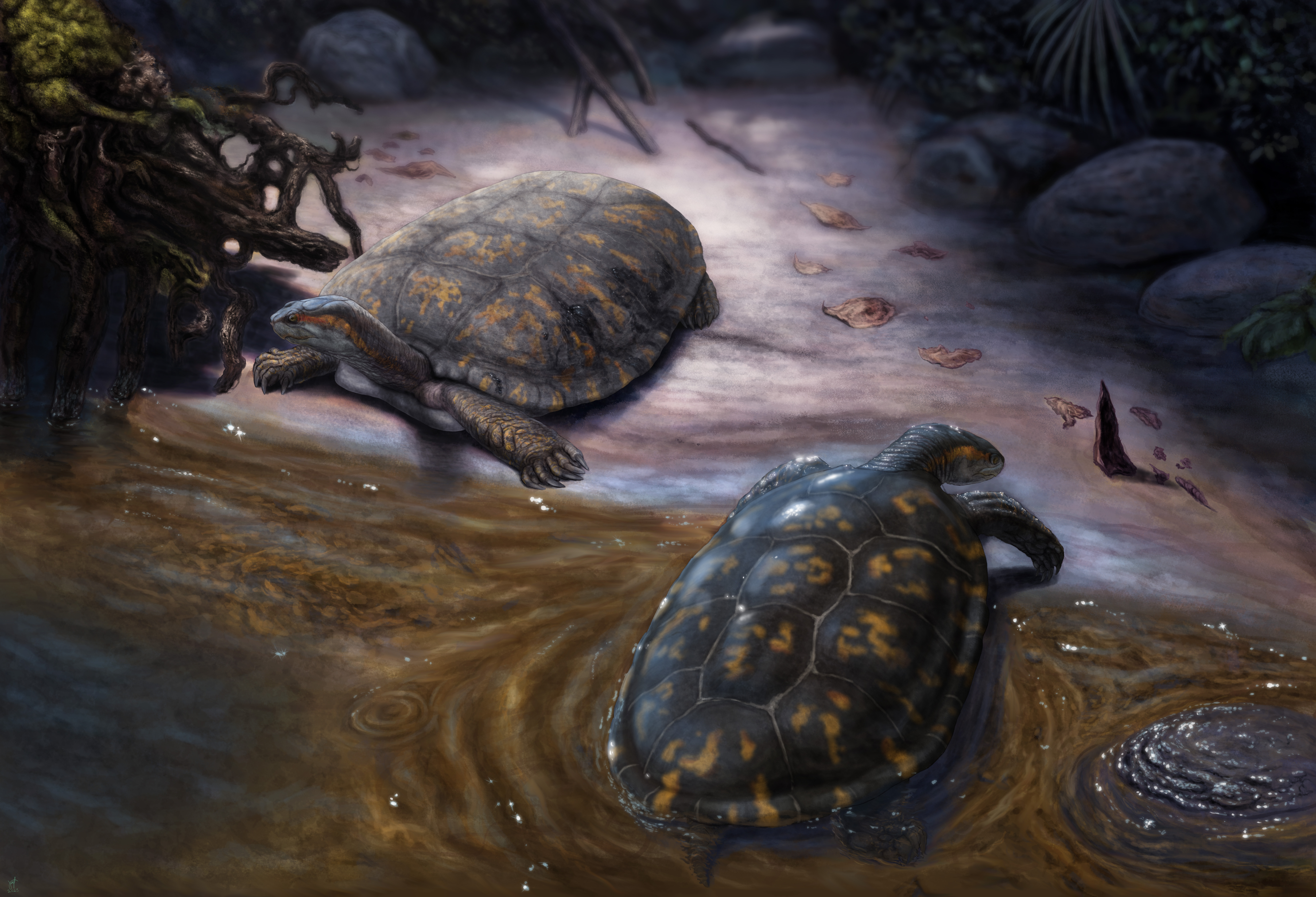En honor a Shakira, científicos nombran nueva especie de tortuga fósil que vivió hace 13 millones de años