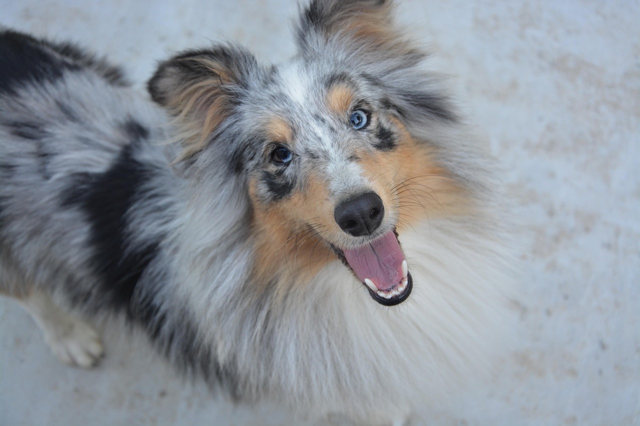 ¿Qué es el “doble merle” en perros y por qué es peligroso?