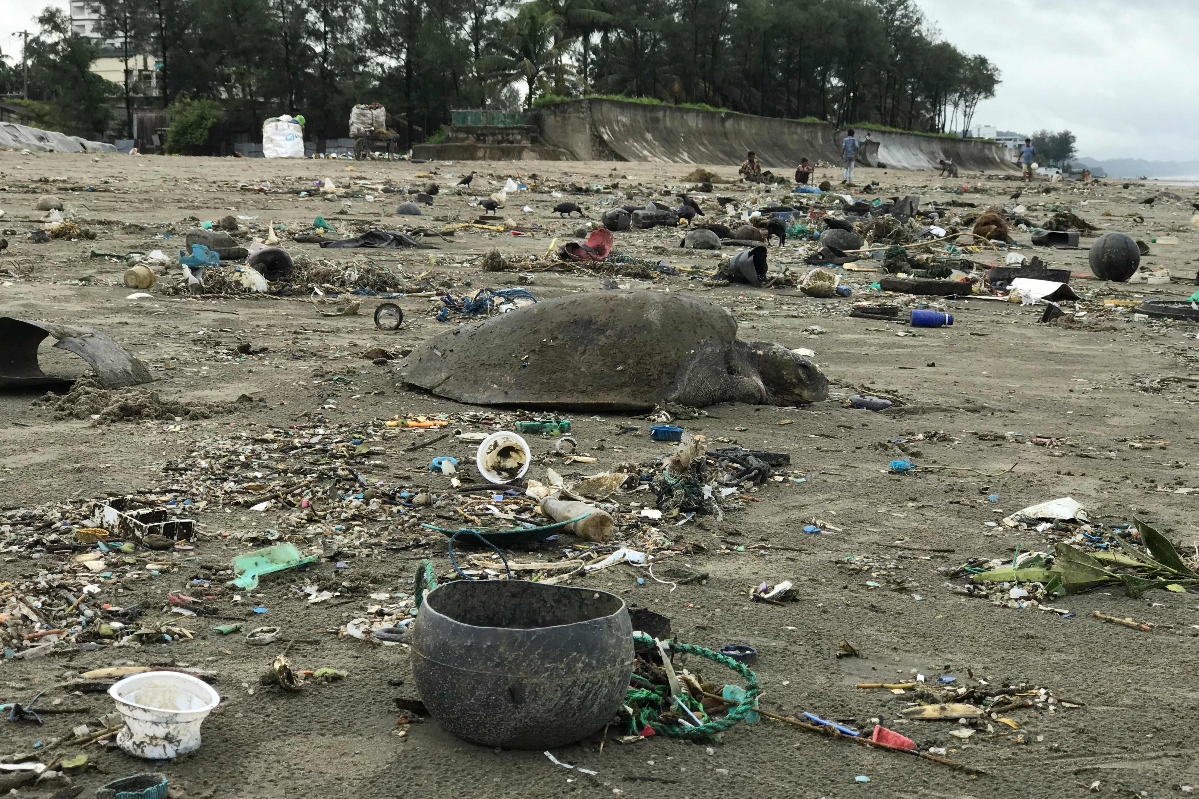 Rescatan a 160 tortugas atrapadas en toneladas de residuos plásticos