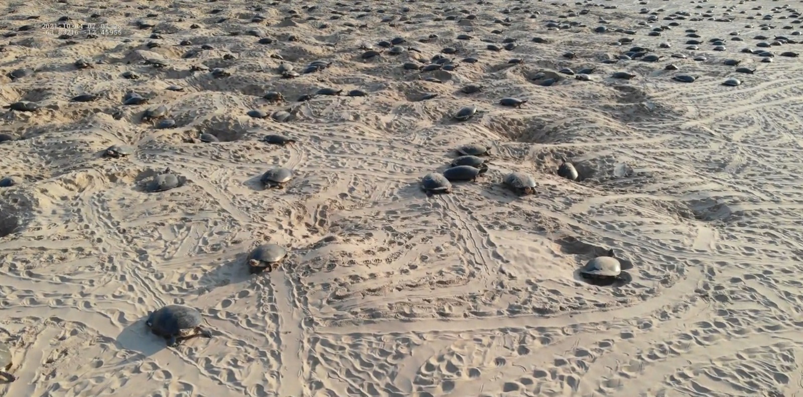 En video: así se ve uno de los mayores sitios de nidación de tortugas del mundo