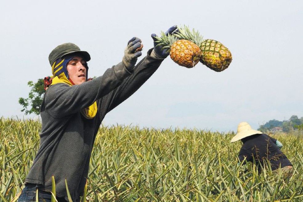 Gobierno aprobó $28.000 millones para seguros agropecuarios: así funcionarán