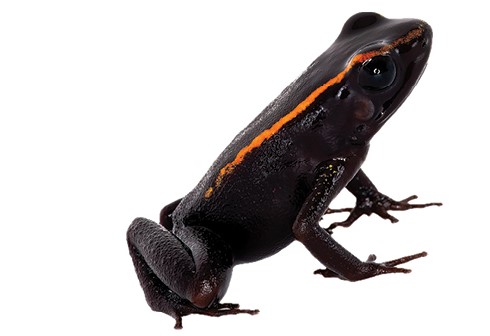 Hay dos nuevas especies de rana en Colombia y una se nombró en honor a Jeff Bezos