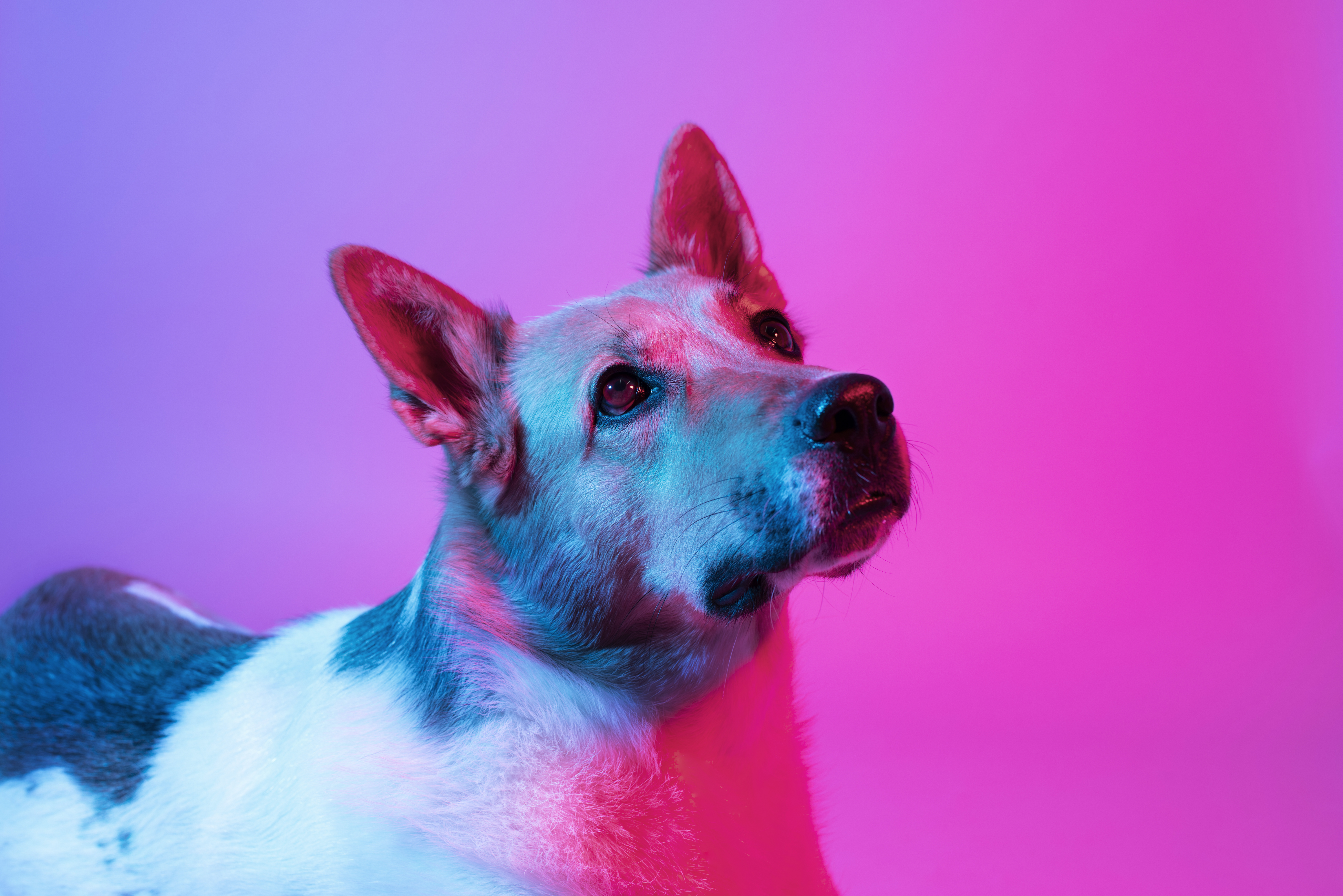 Cámaras, comederos y apps: lo que no le cuentan sobre la tecnología para mascotas