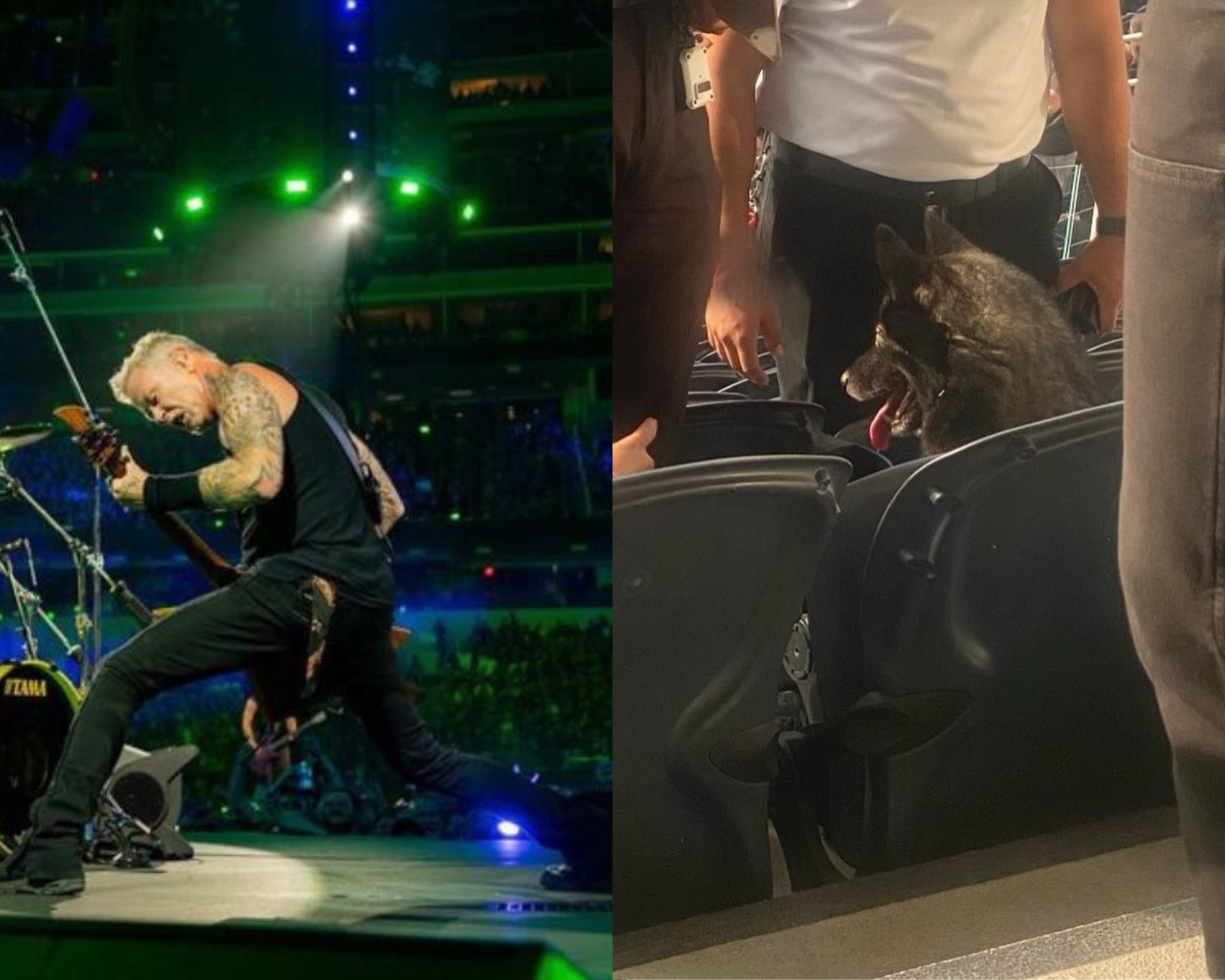 Storm, la perrita que se escapó de casa y terminó en un concierto de Metallica