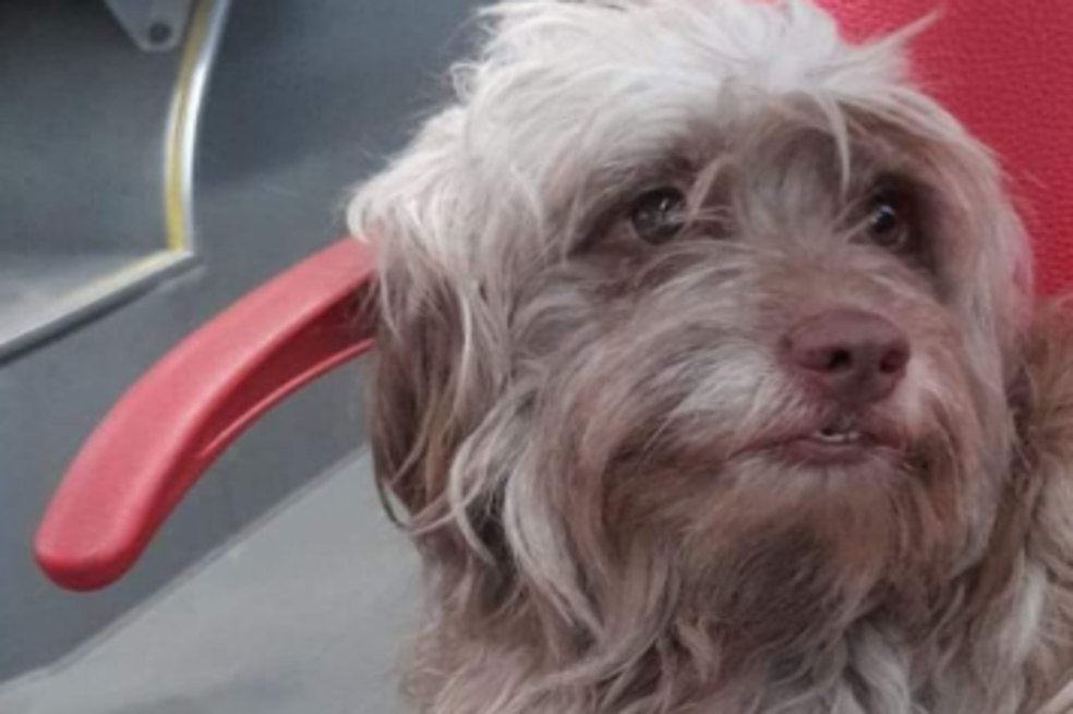 “¡Soy yo, mi amor!”: mujer se reencuentra con su perro después de buscarlo cinco años