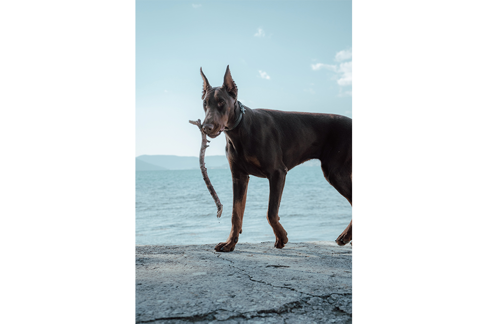 Doberman: 7 consejos para educar esta raza de perros