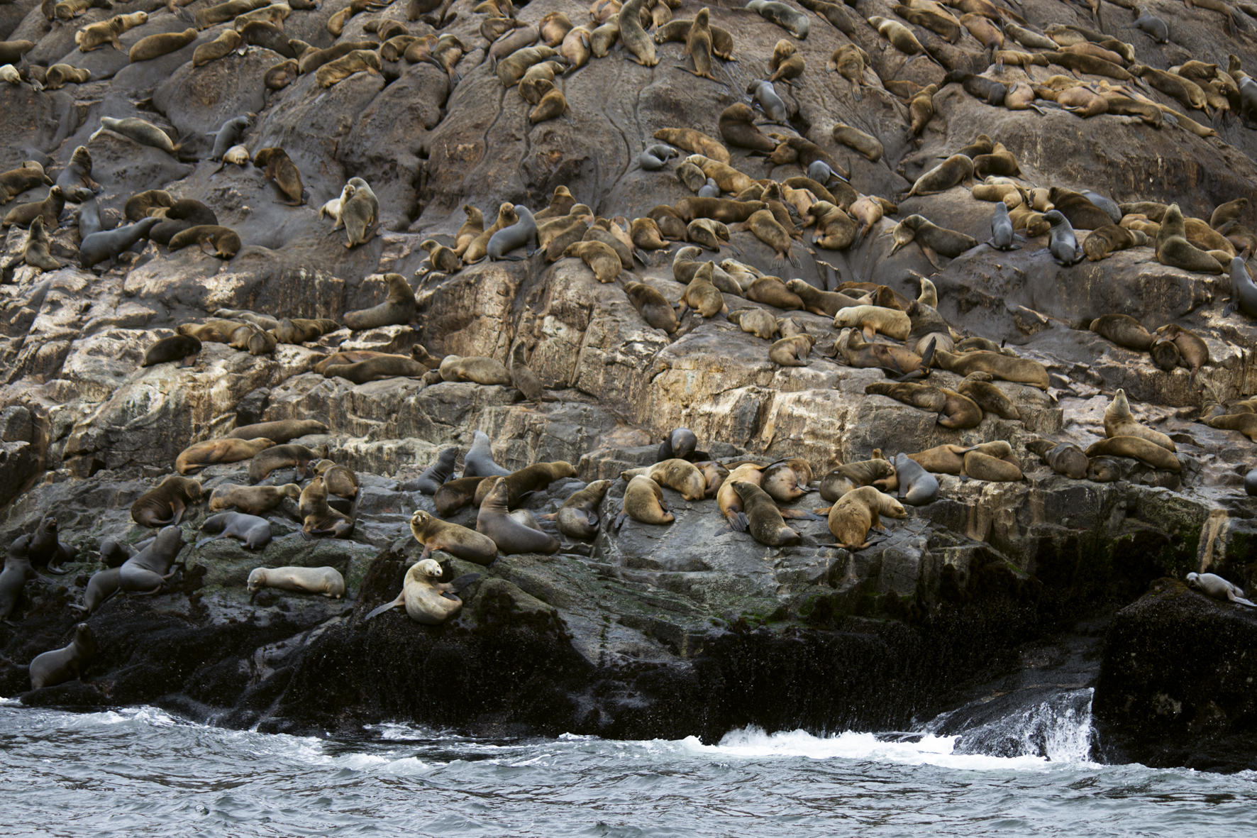El área protegida forma parte de la Reserva Nacional Sistema de Islas, Islotes y Puntas Guaneras (RNSIIPG) que desde Piura hasta Moquegua alberga 22 islas y 11 puntas guaneras a lo largo del litoral peruano. Desde los muelles del Callao y La Punta se llega a las islas Cavinzas, San Lorenzo, El Frontón e islotes Palomino, y recorrerlas es un encuentro tanto con la historia como con la riqueza natural del litoral peruano. El área protegida forma parte de la Reserva Nacional Sistema de Islas, Islotes y Puntas Guaneras (RNSIIPG) que alberga 22 islas y 11 puntas guaneras a lo largo del litoral peruano. Estas islas, además de ser el primer destino turístico de naturaleza que se ubica cerca de Lima, sirven también como hábitat natura para más de 5.000 lobos marinos y pingüinos de Humboldt.