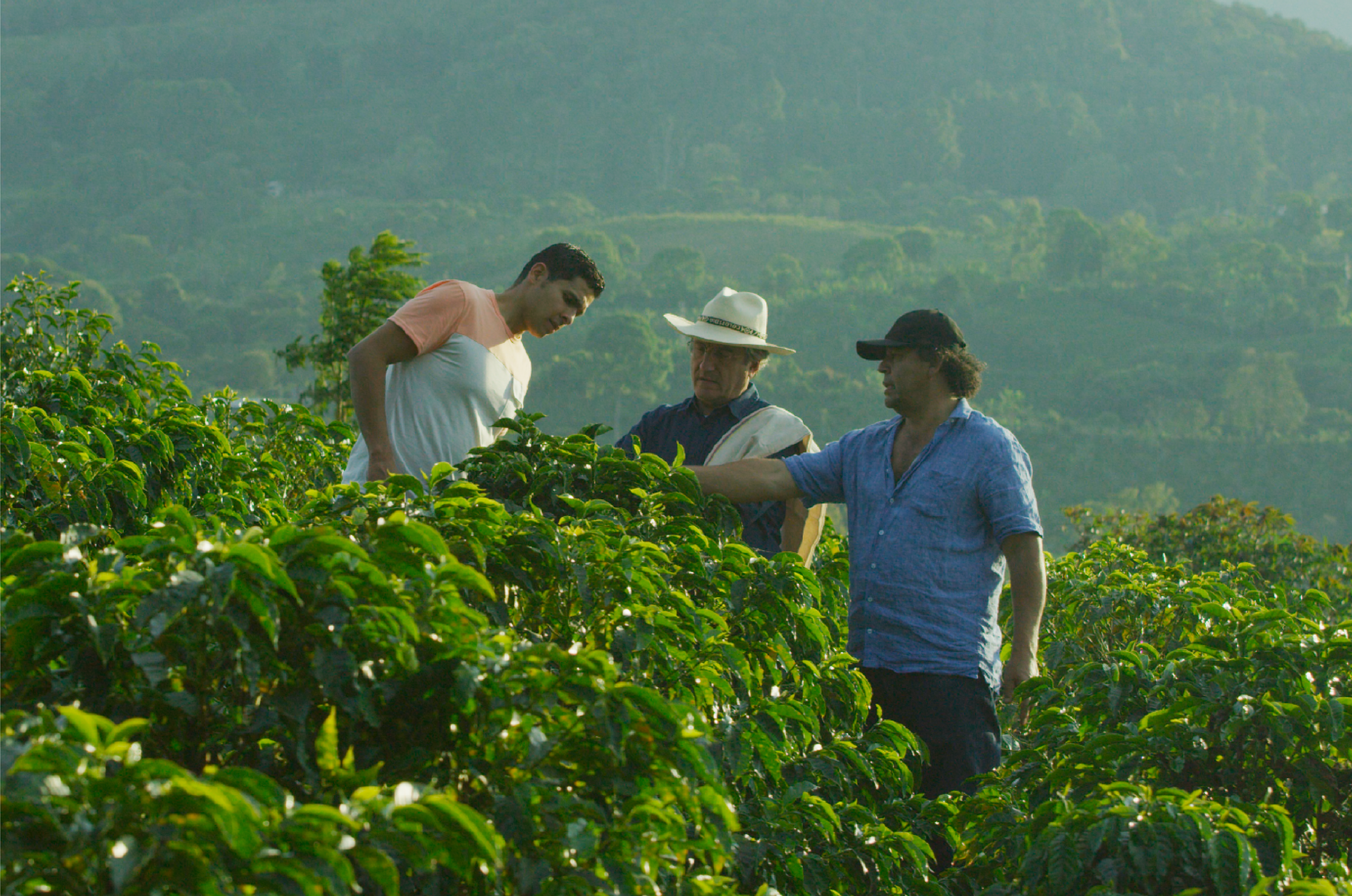 Amor Perfecto: apuesta por el café colombiano de calidad y la dignidad cafetera