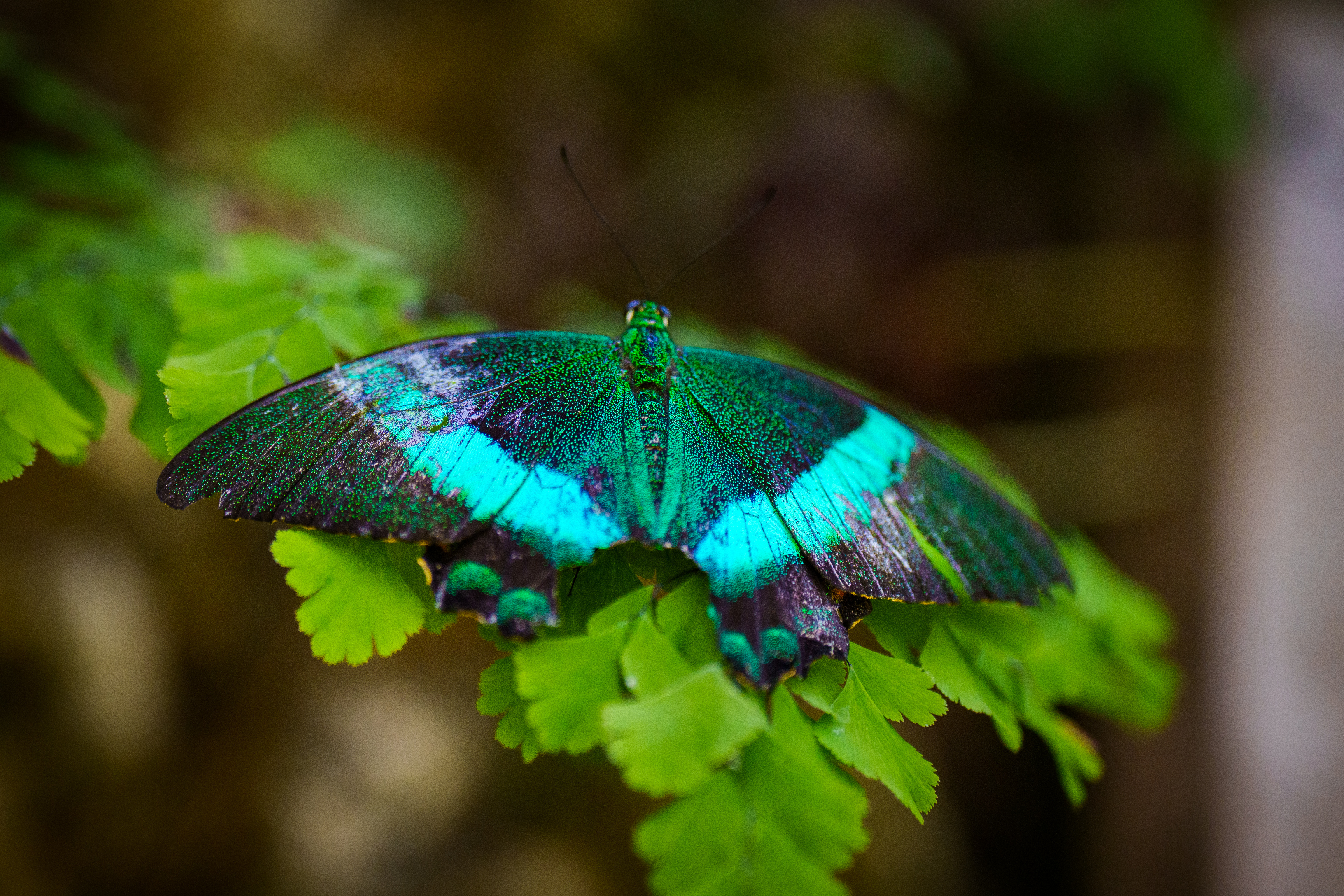 ¿Qué plantas pueden atraer mariposas a su jardín? Conozca algunas