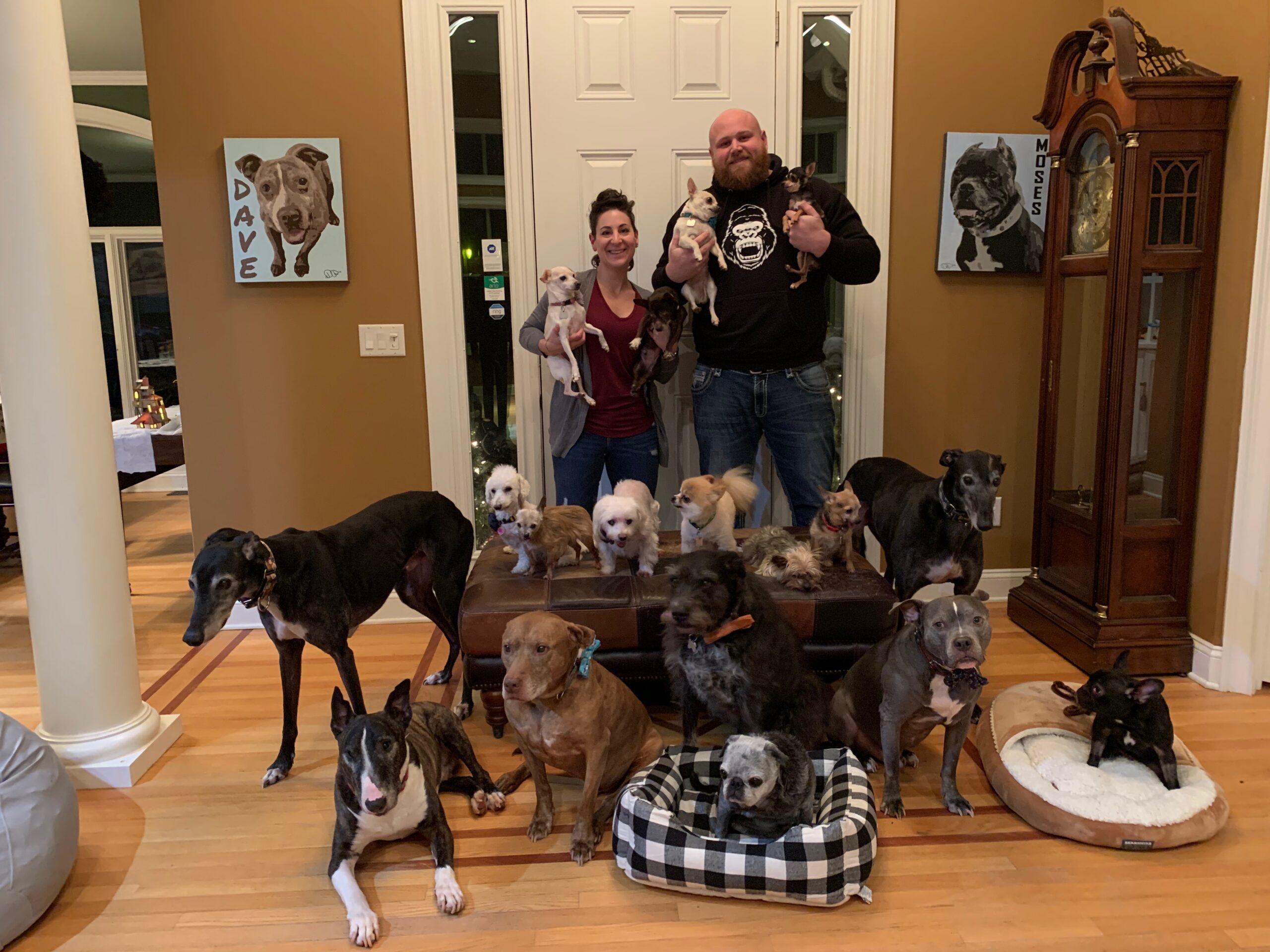 Esta pareja se dedica a rescatar perros ancianos que nadie quiere