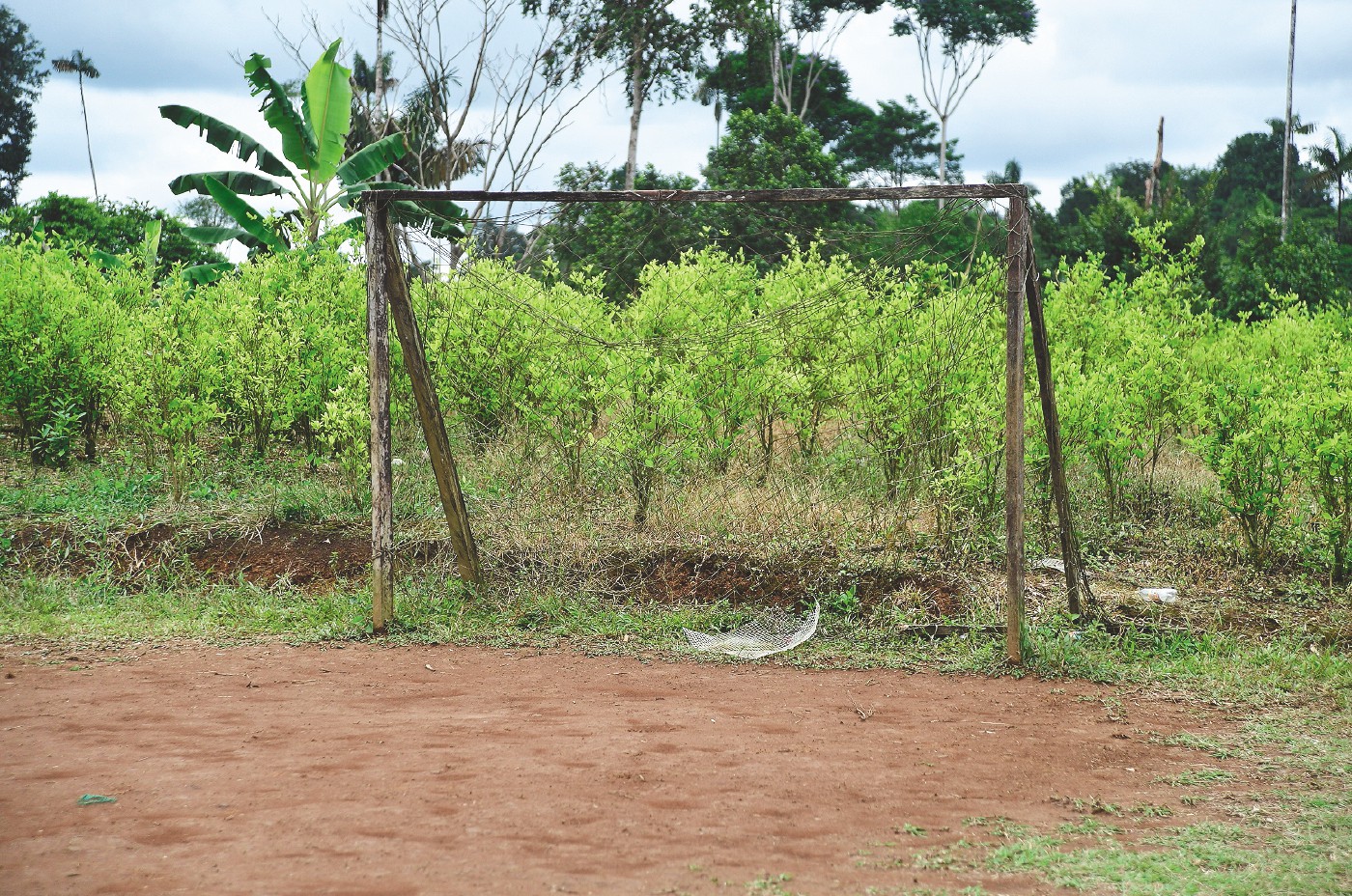 Pie de foto: La cancha de futbol de El Tandil está rodeada por matas de coca.