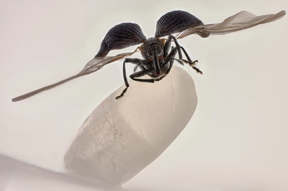 Las increíbles imágenes ganadoras del concurso de fotografía microscópica