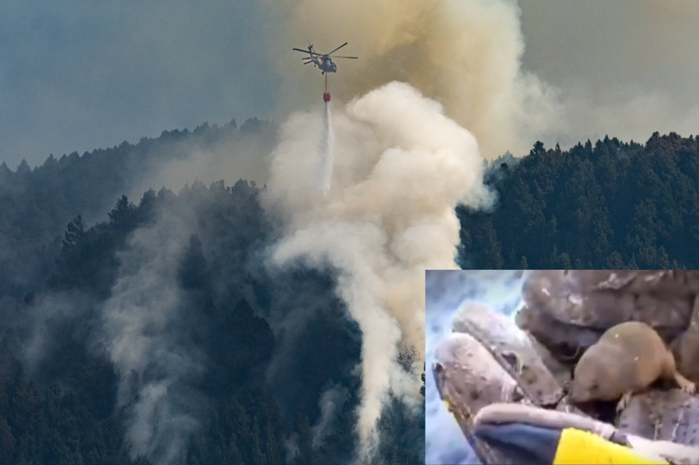 Rescatan a topo bebé que intentaba refugiarse de los incendios forestales en Colombia